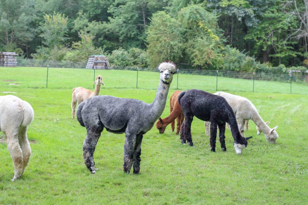 alpacas roaming on Harvard Alpaca Ranch