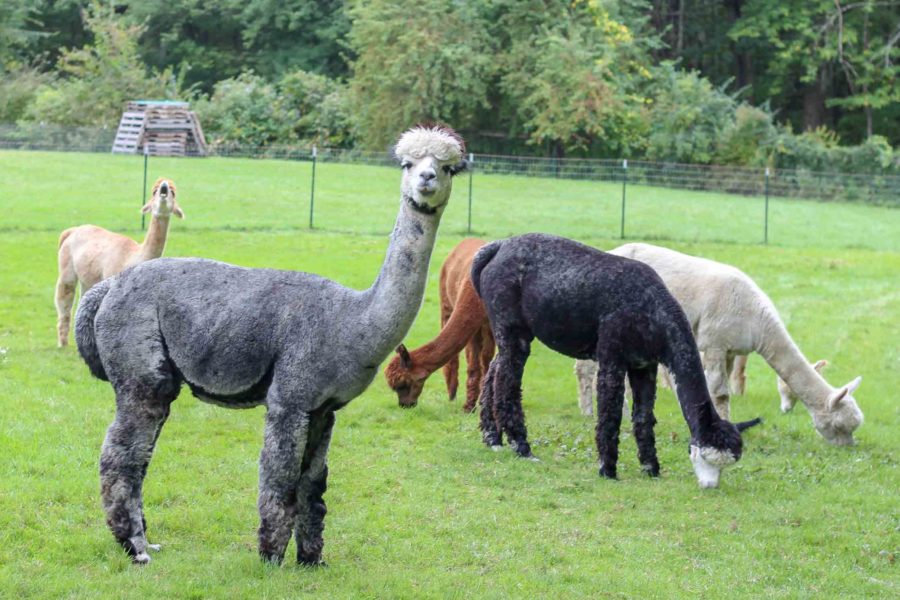 alpacas roaming on Harvard Alpaca Ranch