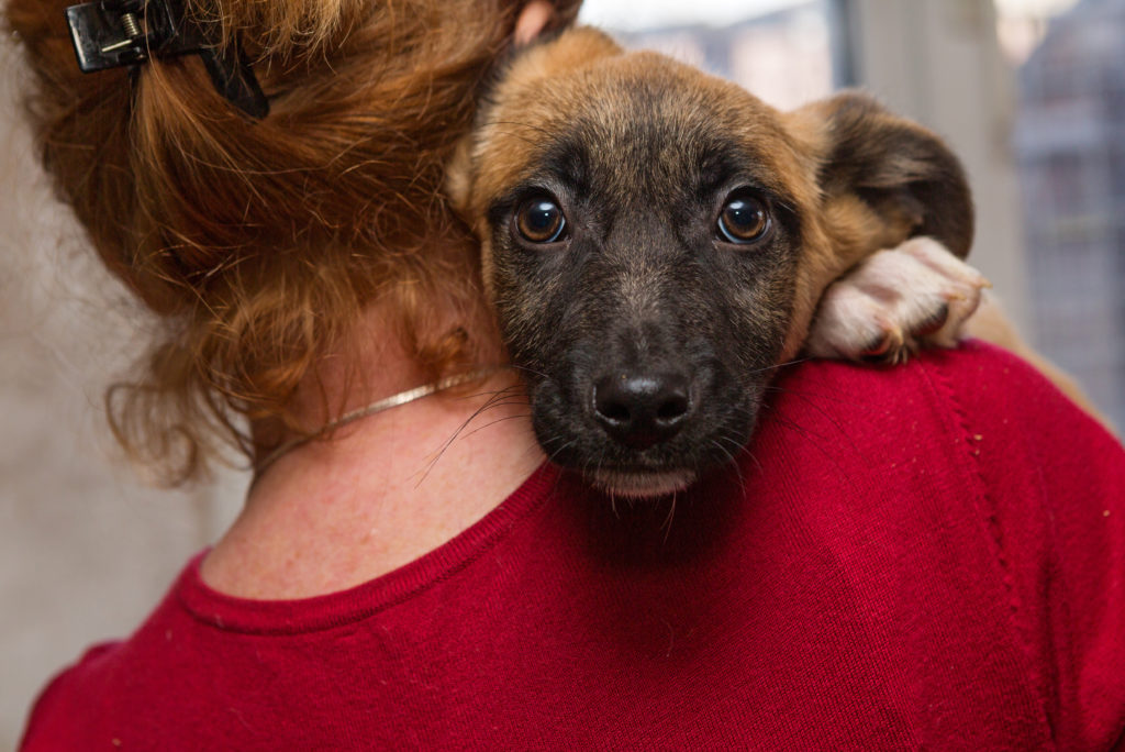 Woman in red shirt holding dog over her shoulder