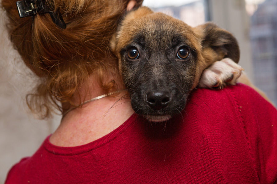 Woman in red shirt holding dog over her shoulder